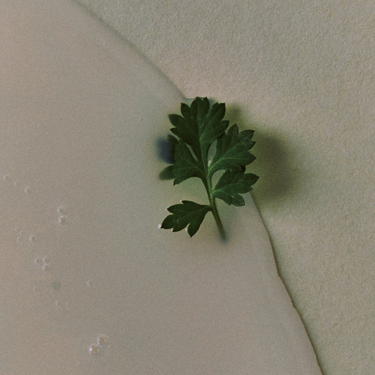 1950 Cape Woody Shampoo 300ml