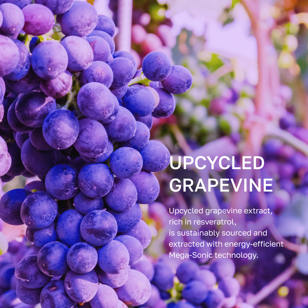 por Juccy Vinoberry enriquecido Bakuchiol Nourishing Cream 55ml