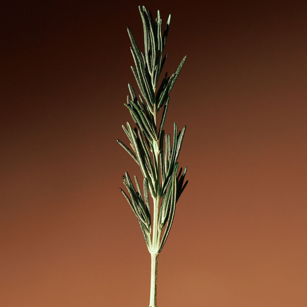 AROMATICA Vitalizing Rosemary Firming Ampoule 30ml