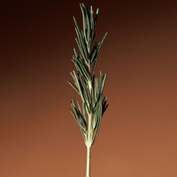 AROMATICA Vitalizing Rosemary Firming Ampoule 30ml