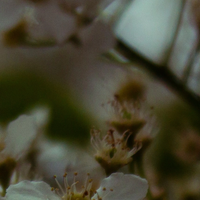 Atelier Faye Perfume 30ml #Acacia Bliss