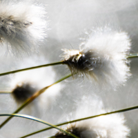 Atelier Faye Perfume 30ml #Apricot Blossom