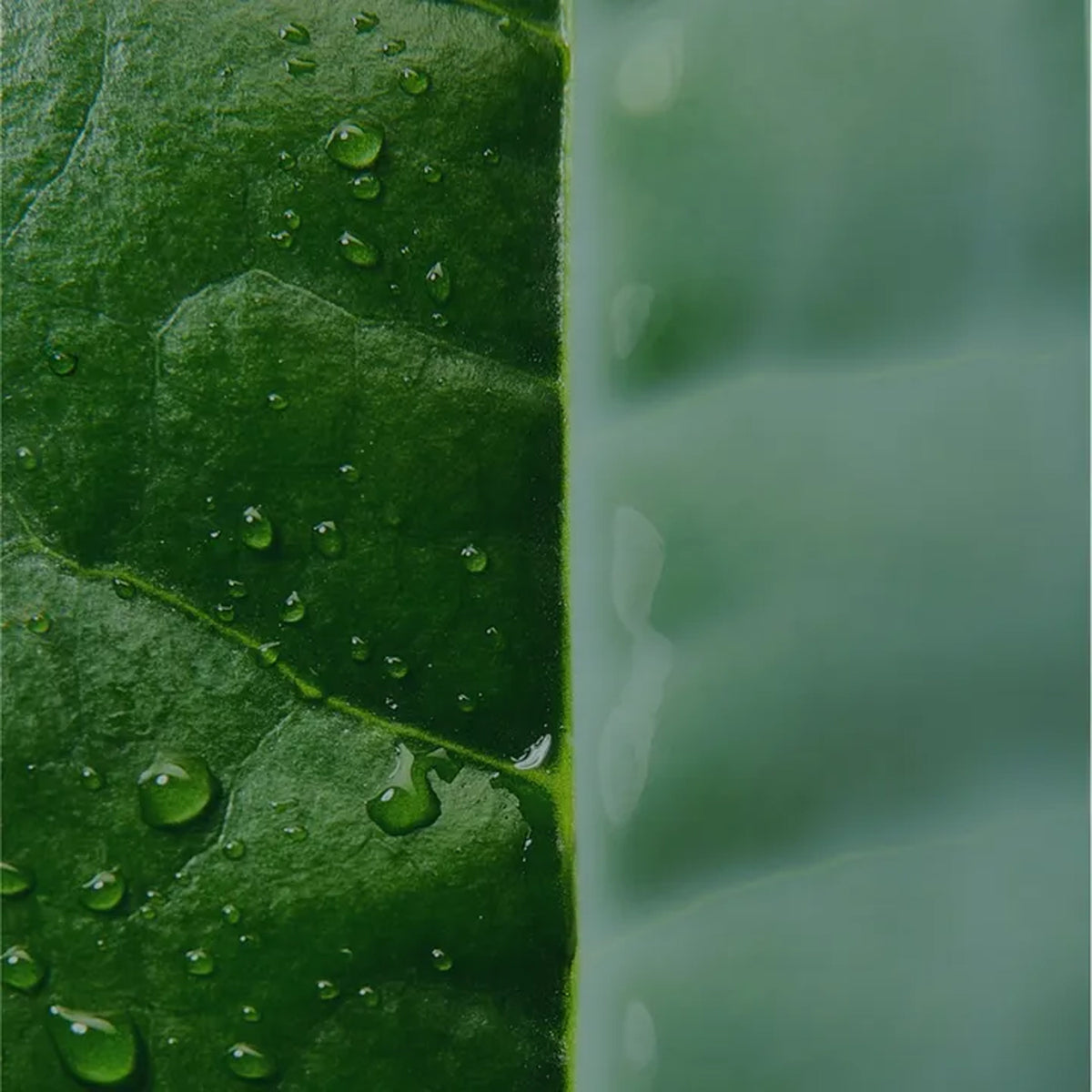 Innisfree Green Tea Ceramide Milk Essence Duo Set (160ml + 160ml Refill)