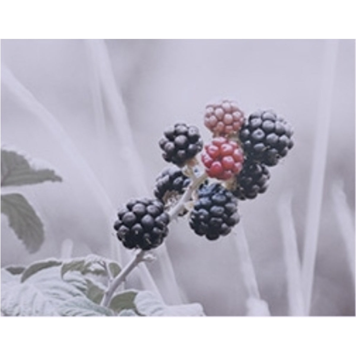 KUNDAL Honey & Macadamia Hair Treatment 500ml (Choose from 16 Scents)