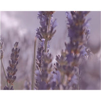 KUNDAL Perfume Diffuser 200ml Duo Set (Choose from 15 Scents)