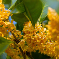 Liber Eau de Parfum 30ml #Flower Society