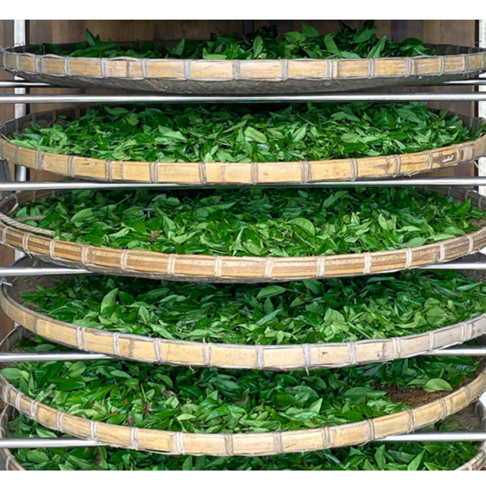 SANNOLU 100% JEJU Matcha 80g (40g+40g) (3 options to choose)