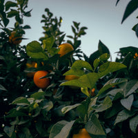 SHALOM Bless Me 24/7 Eau de Parfum 50ml