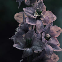 SHALOM Blood Iron Sweet Eau de Parfum 50ml