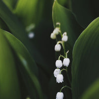 SHALOM Casa Eau de Parfum 50ml