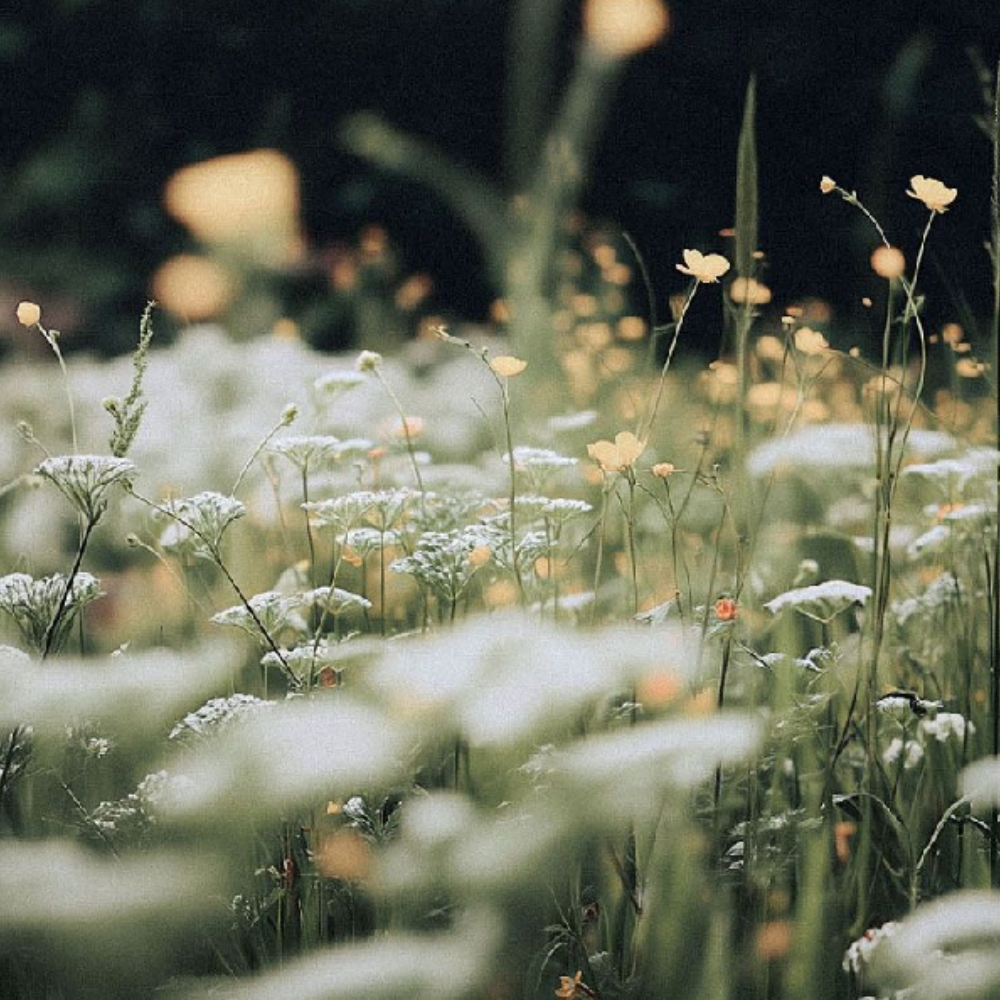 Scentlier Eau de Parfum English Daisy 30ml