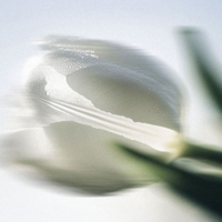 Scentlier Eau de Parfum Fjord Glass 50ml