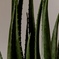 AROMATICA Organic Aloe Vera Gel 180ml