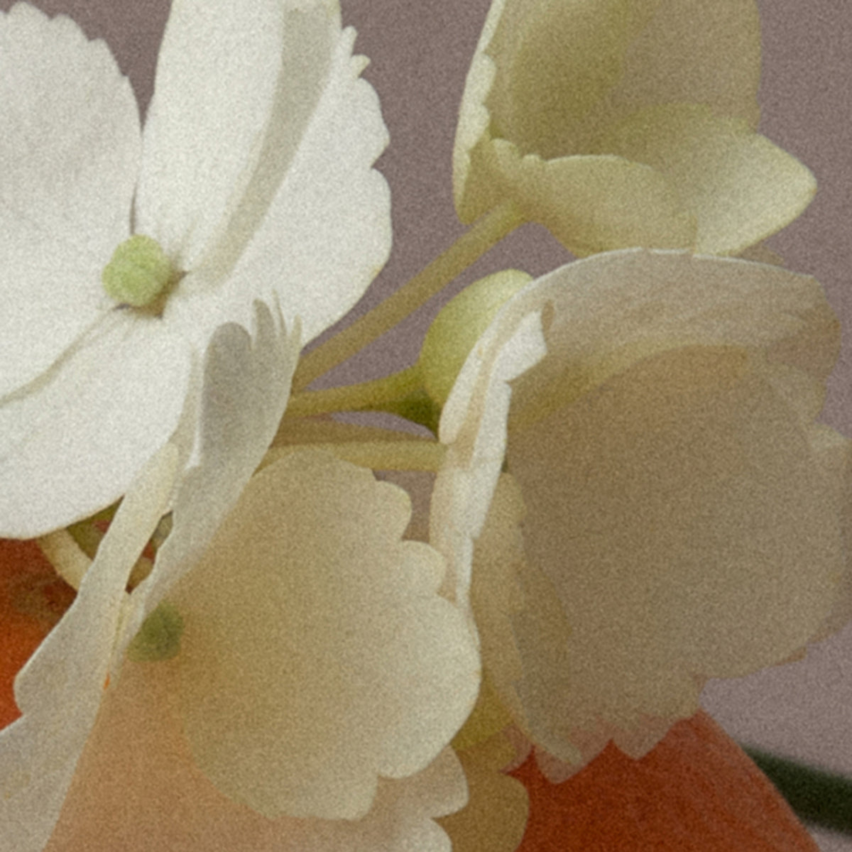 etlee Eau de Parfum Twilight Bloom 30ml