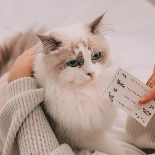 [Gift Packaging] OPTATUM Cat Paper Incense & Catnip Toy Gift Set