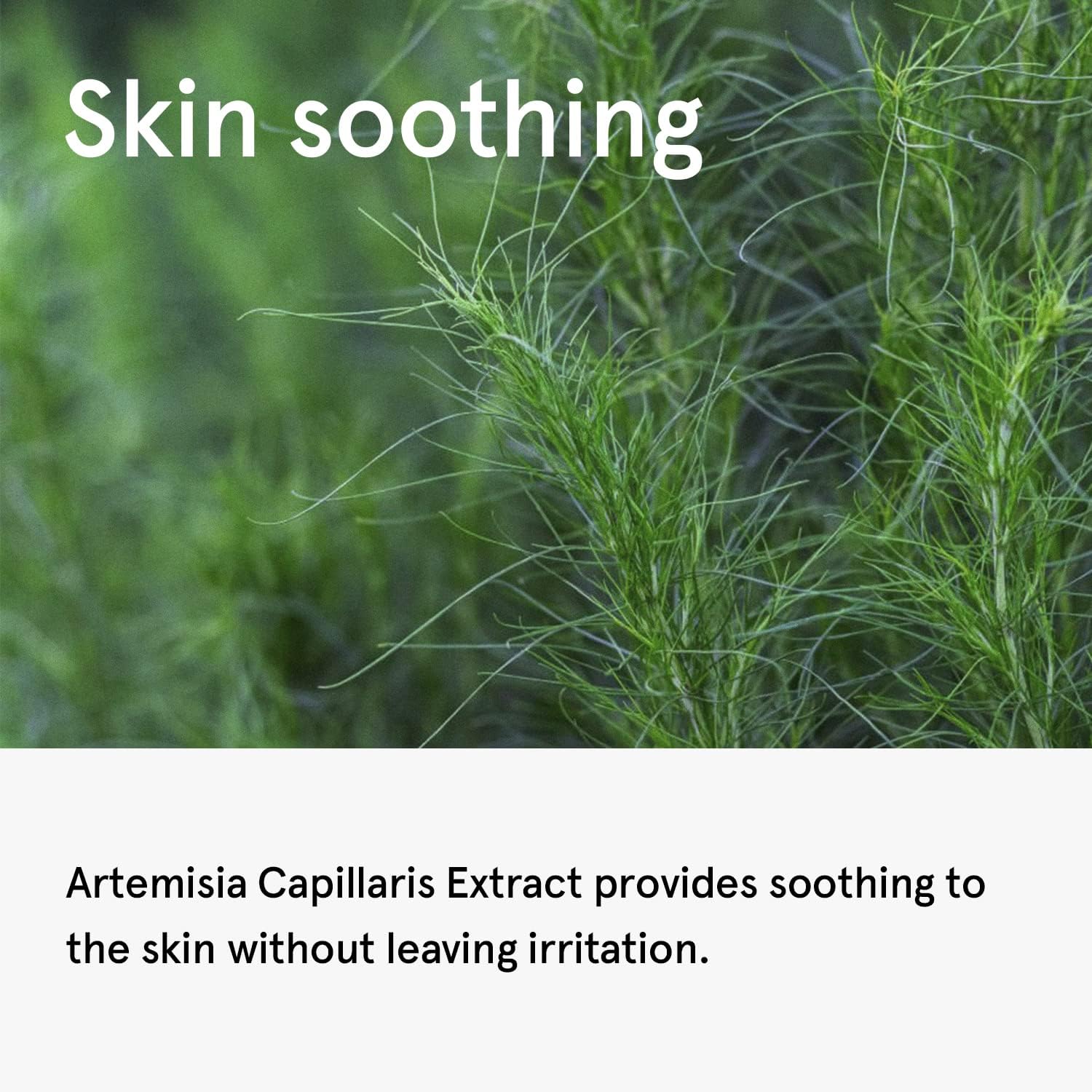 ONE THING Artemisia capillaris مستخلص 150 مل