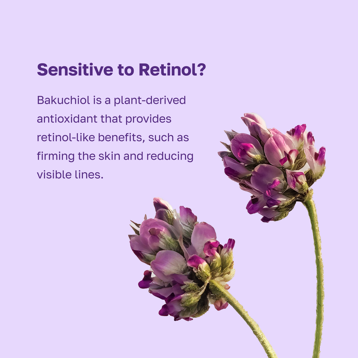 por Juccy Vinoberry enriquecido Bakuchiol Nourishing Cream 55ml