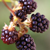 JOIK Nordic Room & Fabric Spray 150ml (4 Scents)