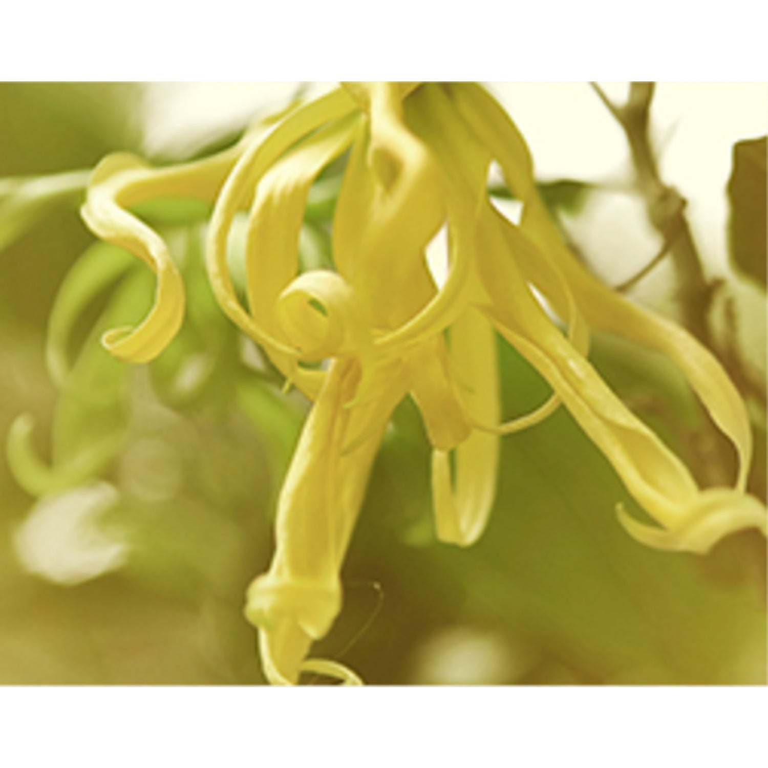 Ylang Ylang