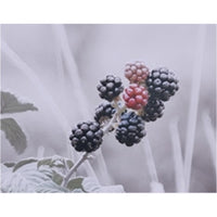 KUNDAL Honey & Macadamia Hair Treatment 500ml (Choose from 16 Scents)