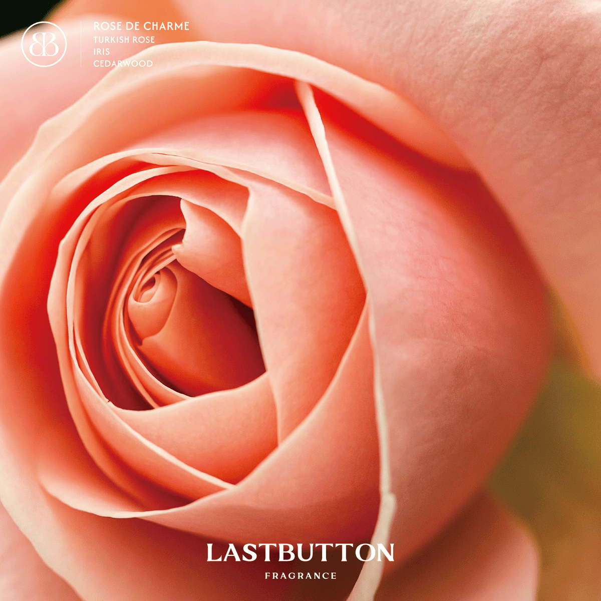 LASTBUTTON Rose de Charme Solid Perfume 30ml