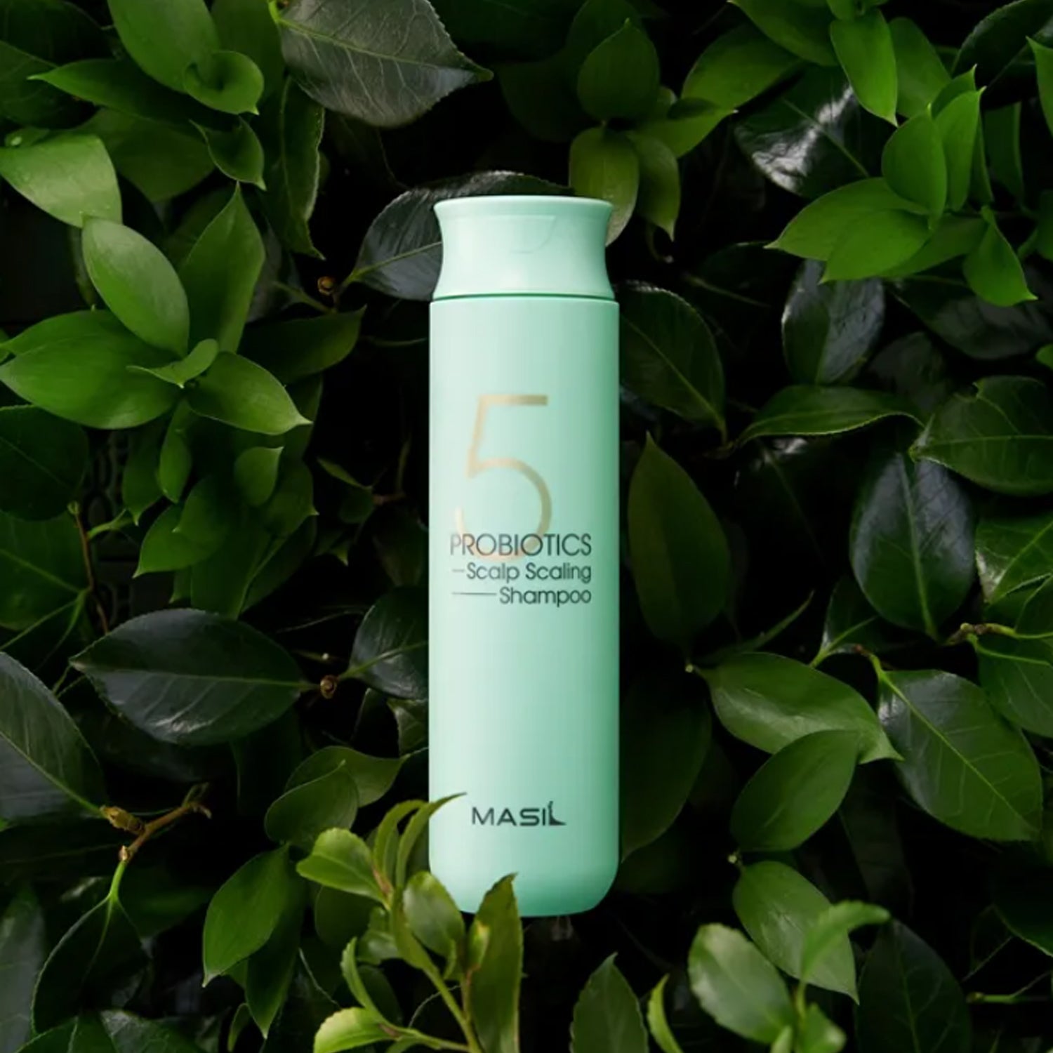 MASIL5ProbioticsScalpScalingShampoo300ml-3.jpg