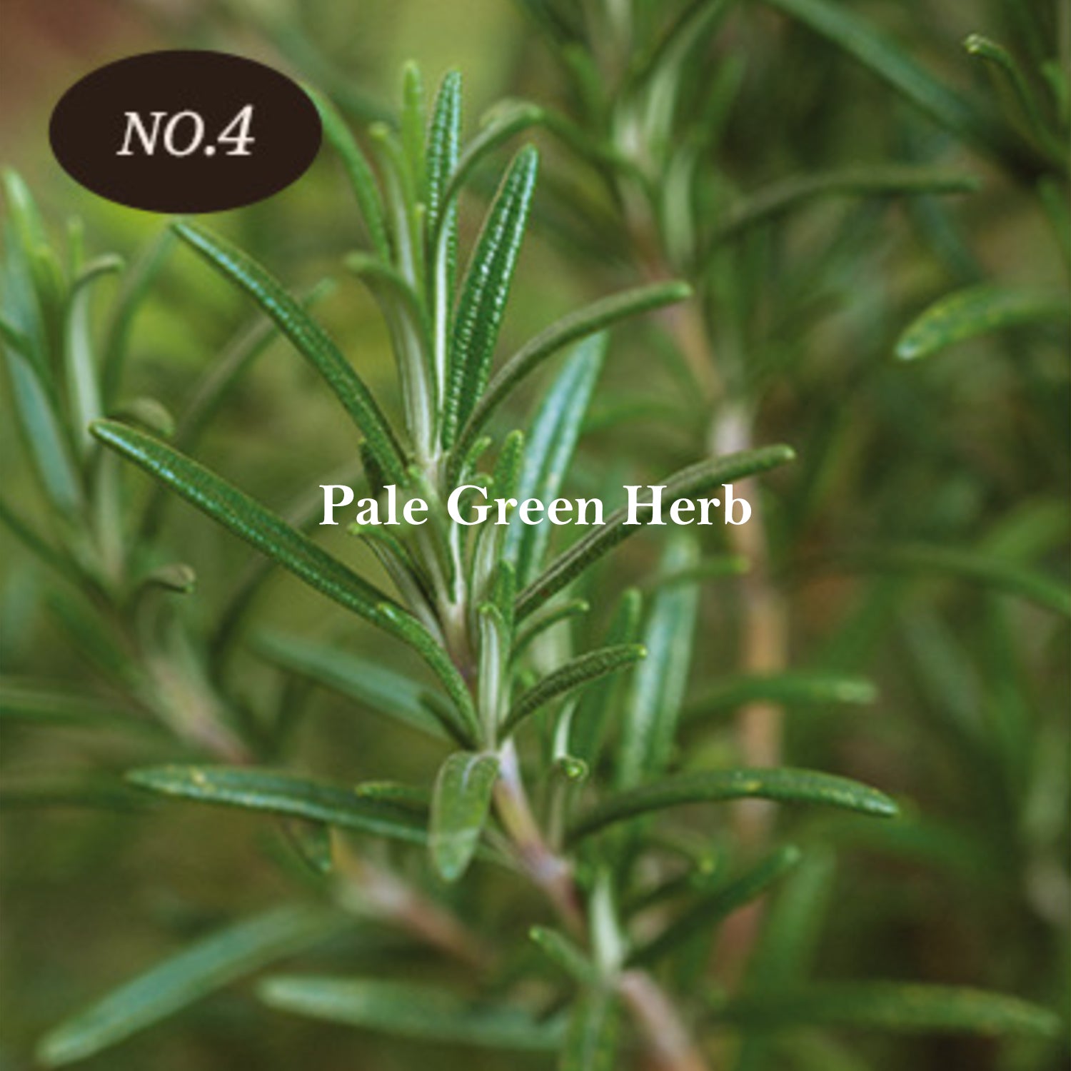Pale Green Herb