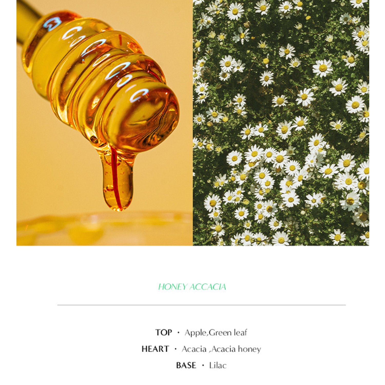 Honey Acacia