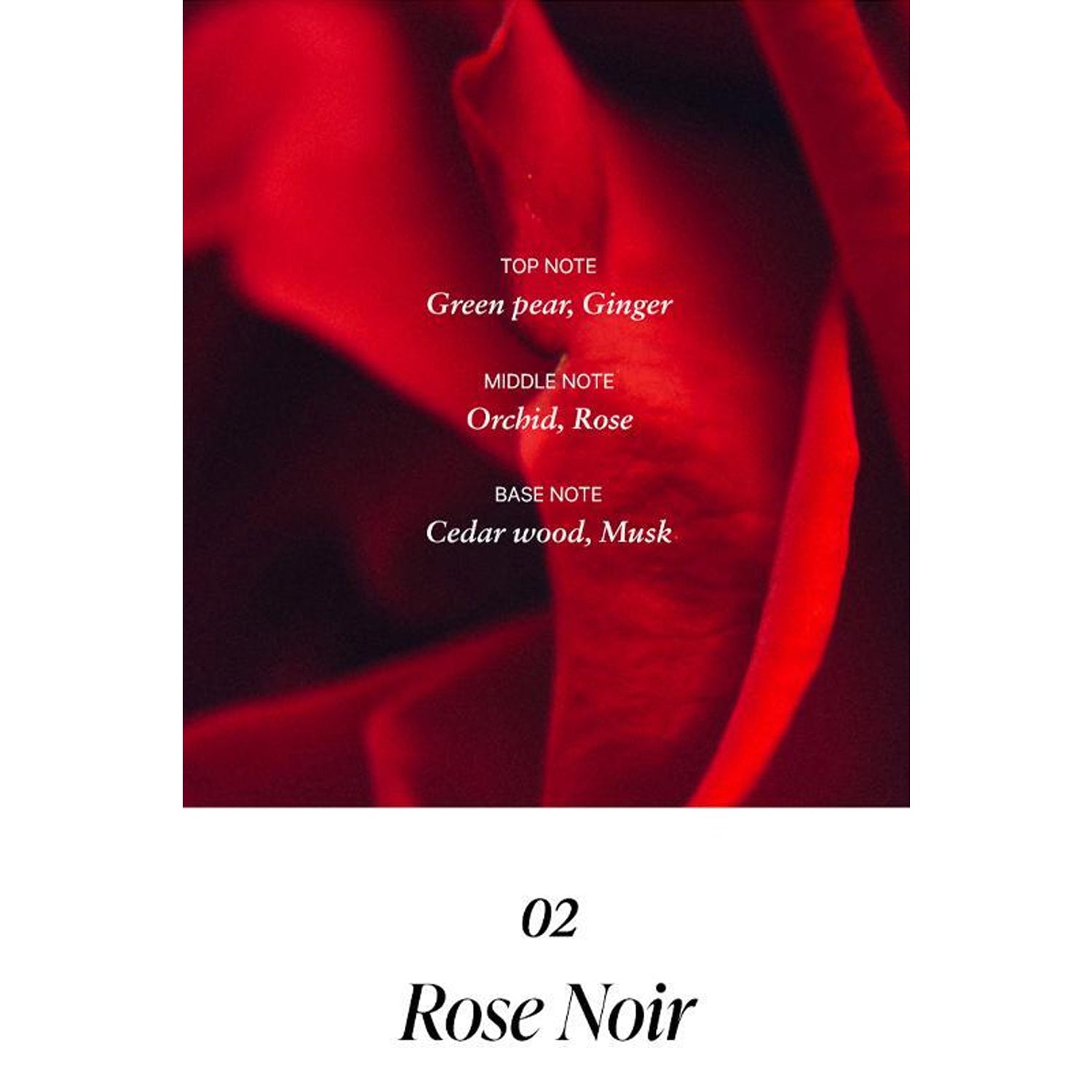 Rose Noir
