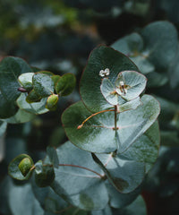 Melixir Mindful Body Wash 300ml - DODOSKIN