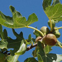 SCHIM Fig Leaf Fabric & Room Perfume 200ml [Scent of Crushed Leaves and Fig Pulp]