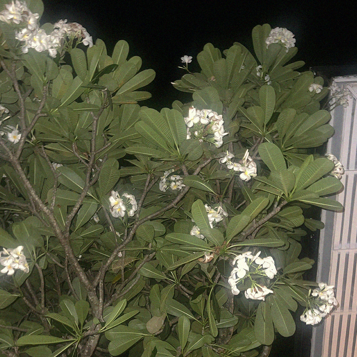 SCHIM Oriental Tea Fabric & Room Perfume 200ml [Pine Needle, Ripe Apricot & Black Tea Scent]