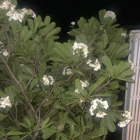 SCHIM Oriental Tea Fabric & Room Perfume 200ml [Pine Needle, Ripe Apricot & Black Tea Scent]