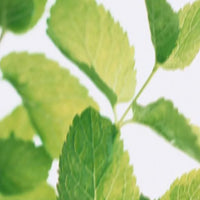 SCHIM Psyche Fabric & Room Perfume 200ml [Spearmint & Lime Scent]