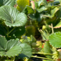 SCHIM Sour Berry Fabric & Room Perfume 200ml [Unripe Strawberry Scent Planted by Charlie]