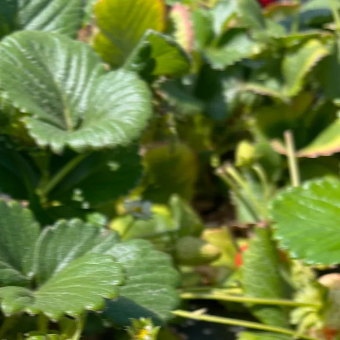 Schim Sour Berry Fabric & Room Parfüm 200ml [unreifen Erdbeer -Duft von Charlie gepflanzt]