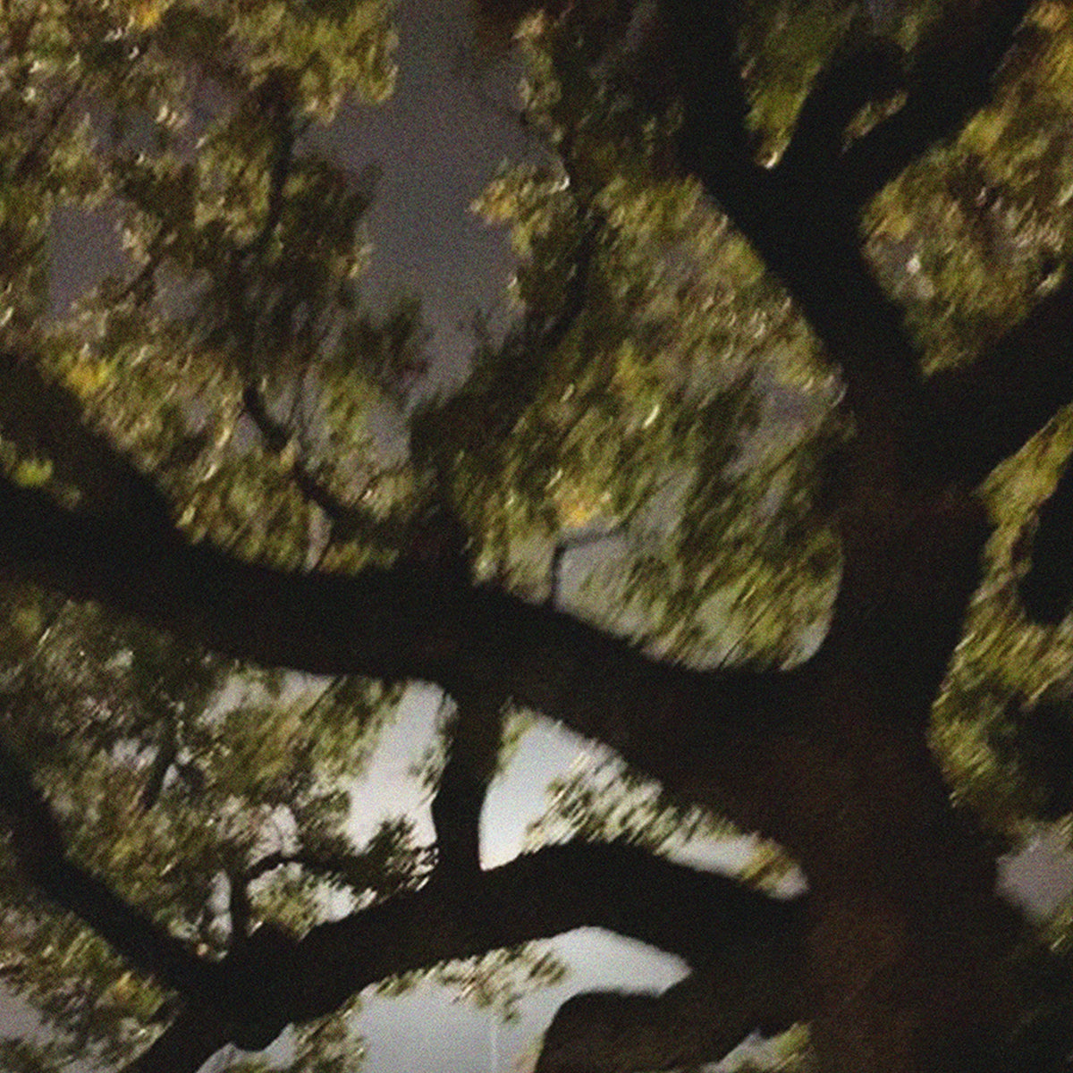 SCHIM The Clove Fabric & Room Perfume 200ml [Woody Scent of a Grand Statured Tree]