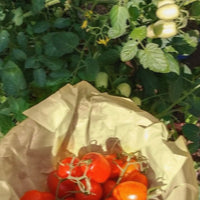 SCHIM Tomat et Miel Fabric & Room Perfume 200ml [Scent of a Peaceful Farm and Honey-Drenched Tomatoes]