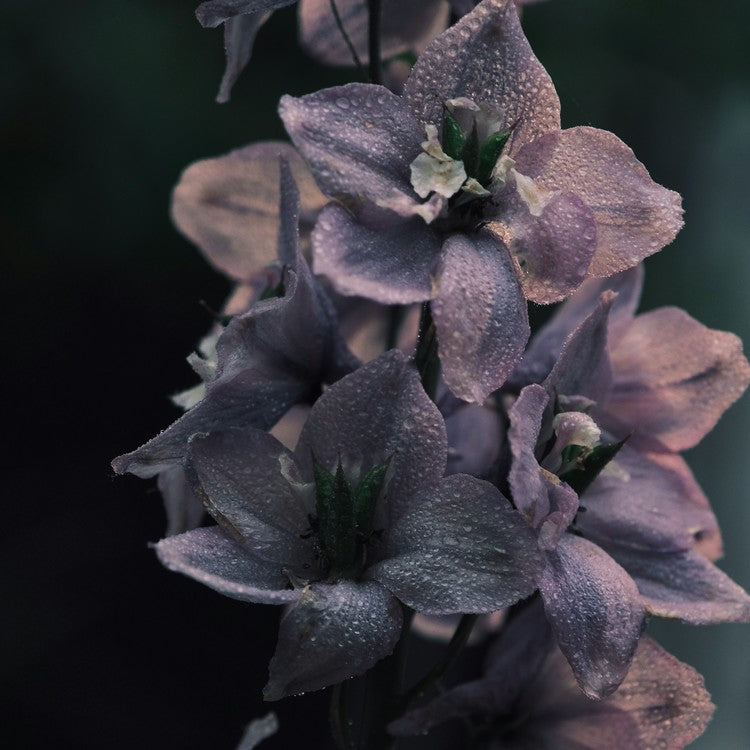 SHALOM Blood Iron Sweet Eau de Parfum 50ml